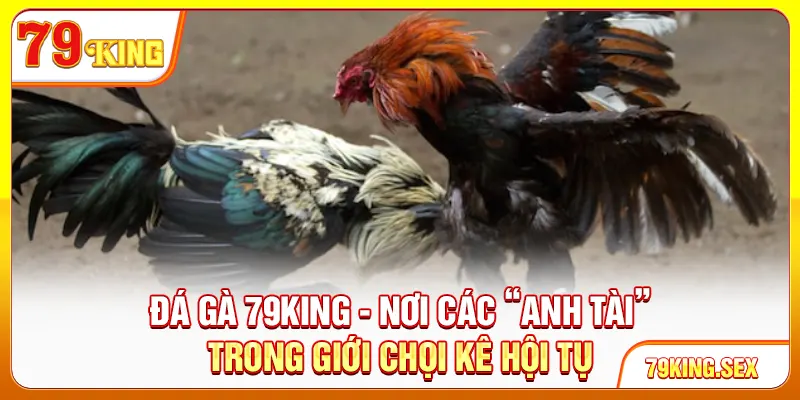 Đá gà 79King - Nơi các “anh tài” trong giới chọi kê hội tụ