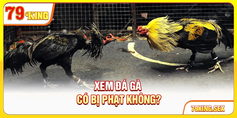 Xem đá gà có bị phạt không?